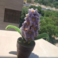 گل های پیپ پاکنی