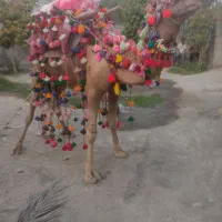 فروش شتر نر