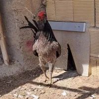 تخم نطفه دار گلین اصل