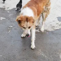 سگ نگهبان