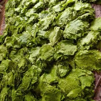 برگ مو بجنورد