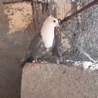 کله سفید کاکلی ماده چند پر پس کنت سفید داره