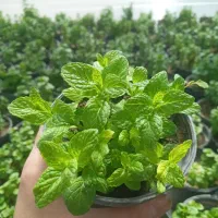 نعنا موهیتو گلدانی