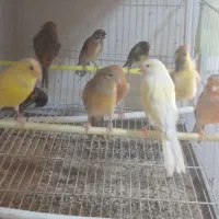 قناری  نر وماده جوان  سهره کرمونی گلدین