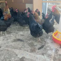 ۲۴ عدد مرغ محلی و ۳ خروس جوان و بالغ