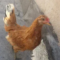 جوجه مرغ رسمی ۴ ماهه