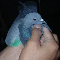 سبز ماده