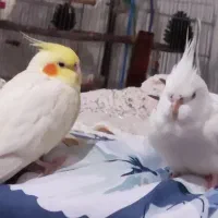 عروس هلندی نیمه دستی