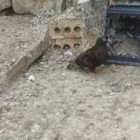 گره ایستاده