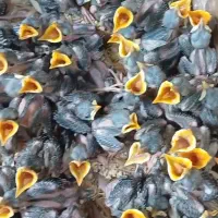 جوجه مرغ مینا.جوجه دستی.سهره.قناری.طوطی