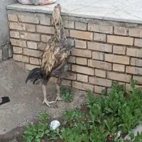 لاری|حیوانات مزرعه|مشهد, رباط طرق|دیوار