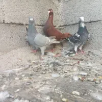 کبوتر سرخ، خط الماسی