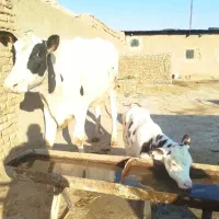 گاو هلشتاین شکم اول