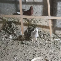 ۶تا جوجه جوانه