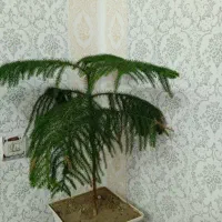 طرح کاغذ دیواری با رنگ