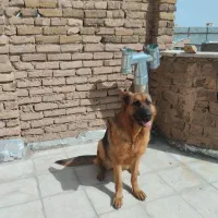 واگذاری سگ ژرمن شپرد