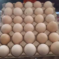 پخش تخم مرغ محلی نمونه