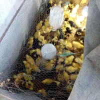 جوجه گردن لخت،کاکلی،اردک ورامینی اصل وجوجه بوقلمون