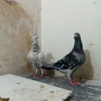 کفتر