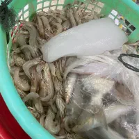 میگو بوشهر