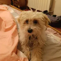 سگ شتروز پنج و نیم ماهه