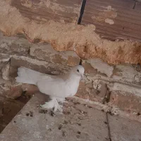 کبوتر دم چتری