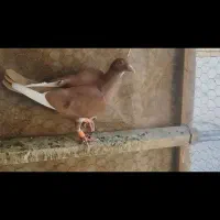 کبوتر ماده زیل و ماده سرور