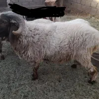 قوچ.