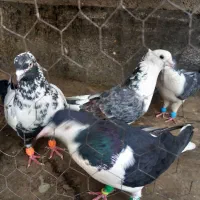 کفتر کبوتر صید چتن ساده پشتی سار سرور