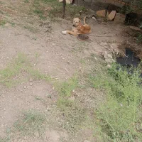 کوچوک 7 ماهه نر