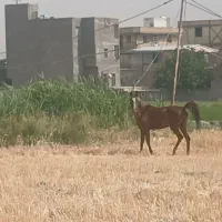 مادیون قاطر