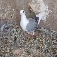پرنده فسا