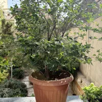 گلدان یاس هلندی ۴ عدد با گلدان