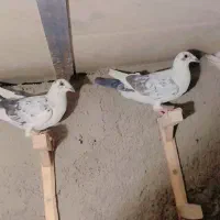 پرنده کفتر. طوقی پلاکی