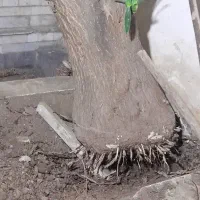 یوکا|گل و گیاه طبیعی|گرگان, |دیوار