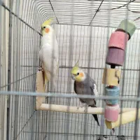 عروس هلندی نر سخنگو