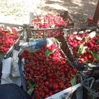گیلاس تکدانه