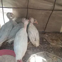 مرغ وجوجه