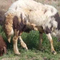 قوچ پلنگی