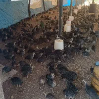 جوجه بوقلمون 50 روزه