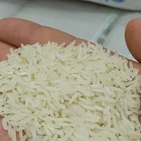 فروش برنج شیرودی