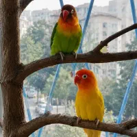 فروش جفت طوطی برزیلی فیشر با جوجه ها