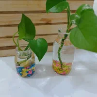 قلمه پتوس در اتریوم شیشه ای در سه سایز عمده