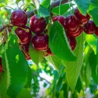 گیلاس درجه یک