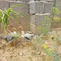جوجه یک ماهه محلی ، گردن لختی