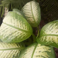 گل دیفن باخیا(گل مادر)
