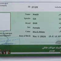 گربه DSH|گربه|بیرجند, |دیوار
