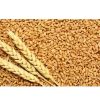 گندم کیلو۴۵ت