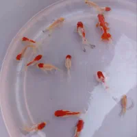 ماهی قرمز ، گلدفیش،بادامی،ردکپ