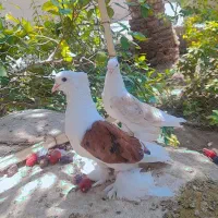 کفتر پشتدار